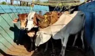 कत्तलीसाठी  जनावरे  नेणाऱ्या आंतरराज्यीय टोळीचा पर्दाफाश