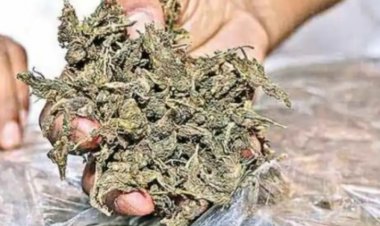 अमली पदार्थ तस्करीत महिलाही सहभगी