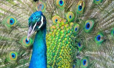 जखमी अवस्थेत सापडला सुंदर मोर पहा व्हिडिओ