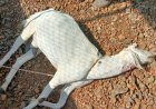 बिबट्याच्या हल्ल्यात दोन शेळ्या ठार नागरिकांमध्ये भीतीचे वातावरण