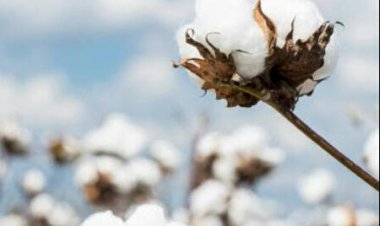 कापसाला विक्रमी 12 हजार रुपये क्विंटल भाव साठा करून ठेवलेल्या शेतकऱ्यांचा फायदा