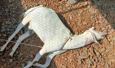 बिबट्याच्या हल्ल्यात दोन शेळ्या ठार नागरिकांमध्ये भीतीचे वातावरण