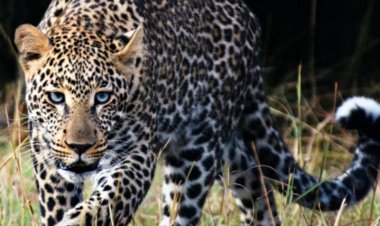 दोन महिलांवर बिबट्याचा हल्ला