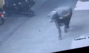 संभाजीनगर च्या शाळेत रेड्याचा धुमाकूळ