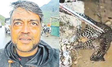 पाळीव प्राण्यासाठी घातला स्वतः चा जीव धोक्यात