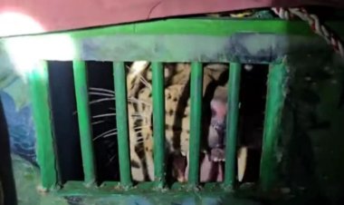 धुमाकूळ घालणारा बिबट्या अखेर जेरबंद