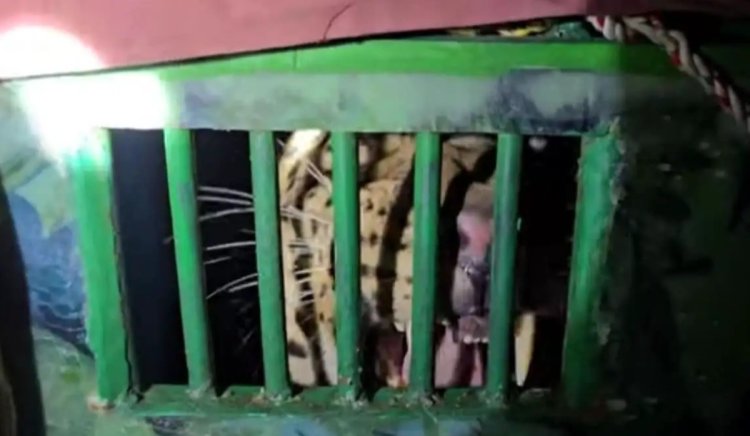 धुमाकूळ घालणारा बिबट्या अखेर जेरबंद